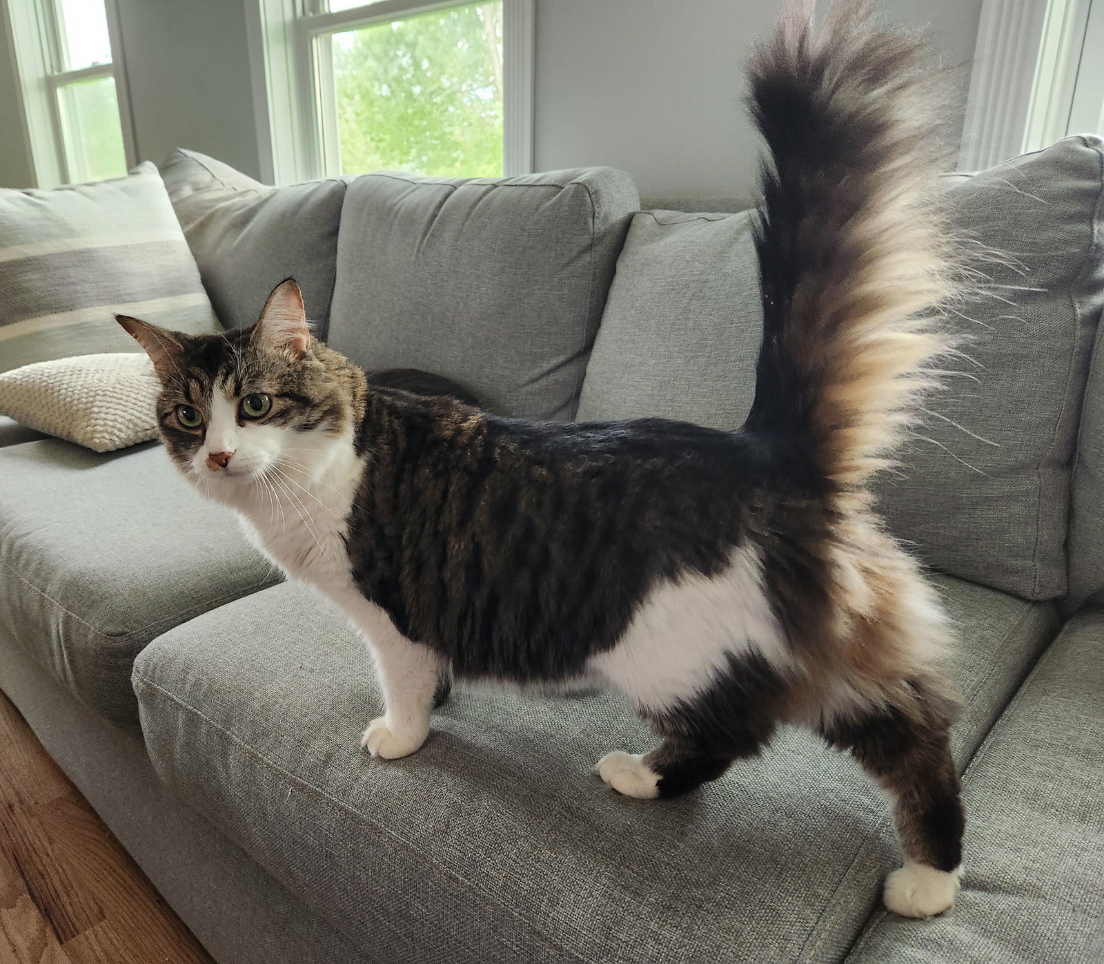 Harper, an adoptable Tabby, Domestic Long Hair in Traverse City, MI, 49686 | Photo Image 1