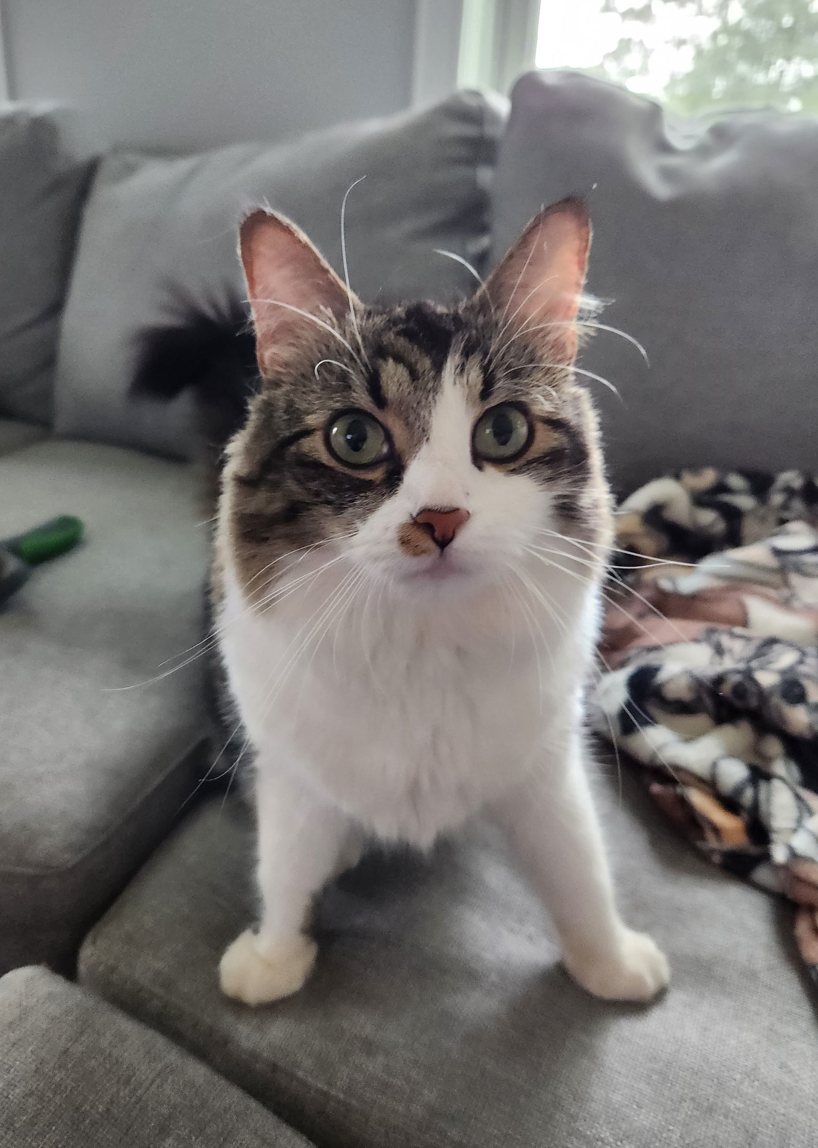 Harper, an adoptable Tabby, Domestic Long Hair in Traverse City, MI, 49686 | Photo Image 2