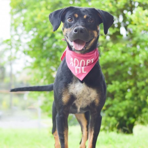 Pua, an adoptable Mixed Breed in Kailua Kona, HI, 96740 | Photo Image 1