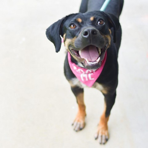 Pua, an adoptable Mixed Breed in Kailua Kona, HI, 96740 | Photo Image 2