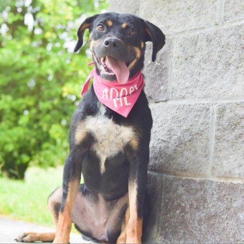 Pua, an adoptable Mixed Breed in Kailua Kona, HI, 96740 | Photo Image 3