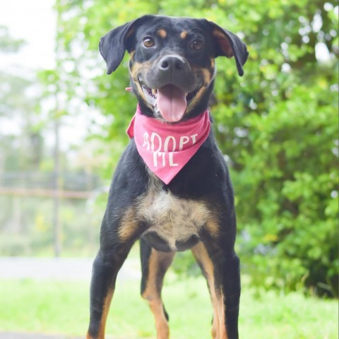 Pua, an adoptable Mixed Breed in Kailua Kona, HI, 96740 | Photo Image 6