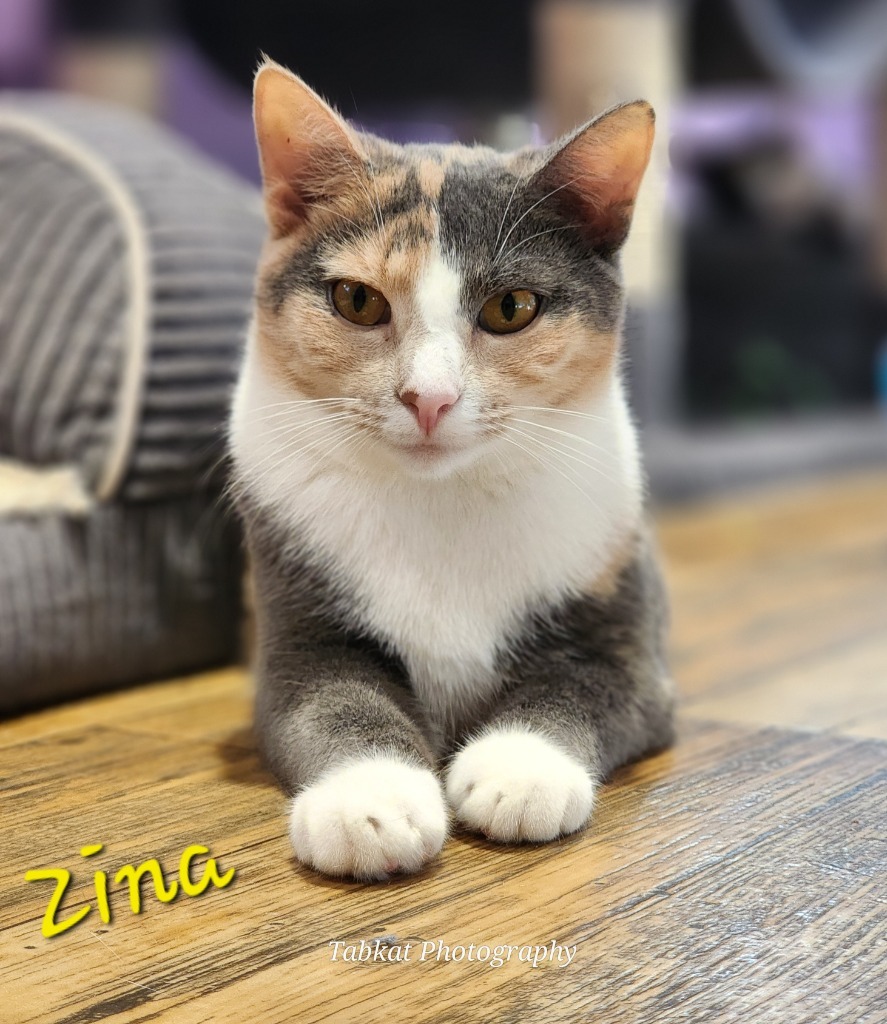 Zina