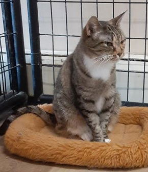 Roxy, Adult Female unknown