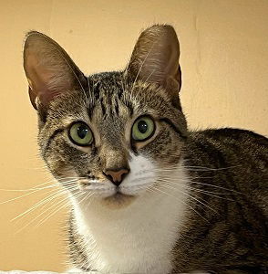 Paloma, Young Female unknown