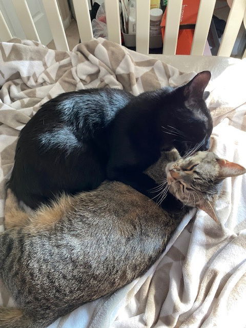 Oliver & Daisy- bonded pair