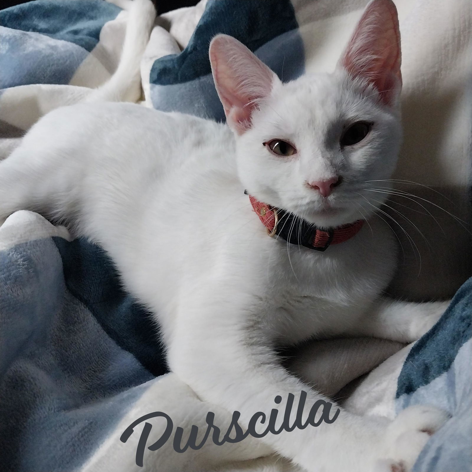 Purscilla #sister-of-Catalina