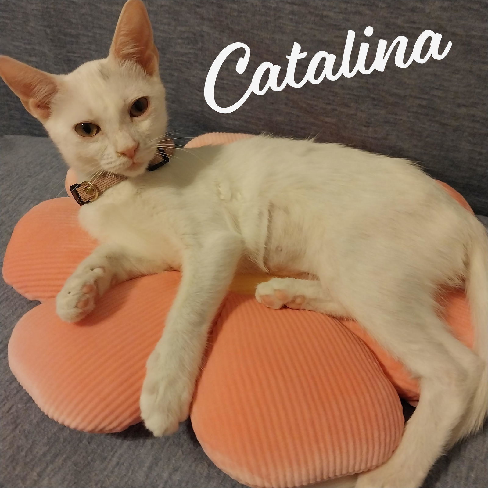 Catalina #sister-of-Purscilla