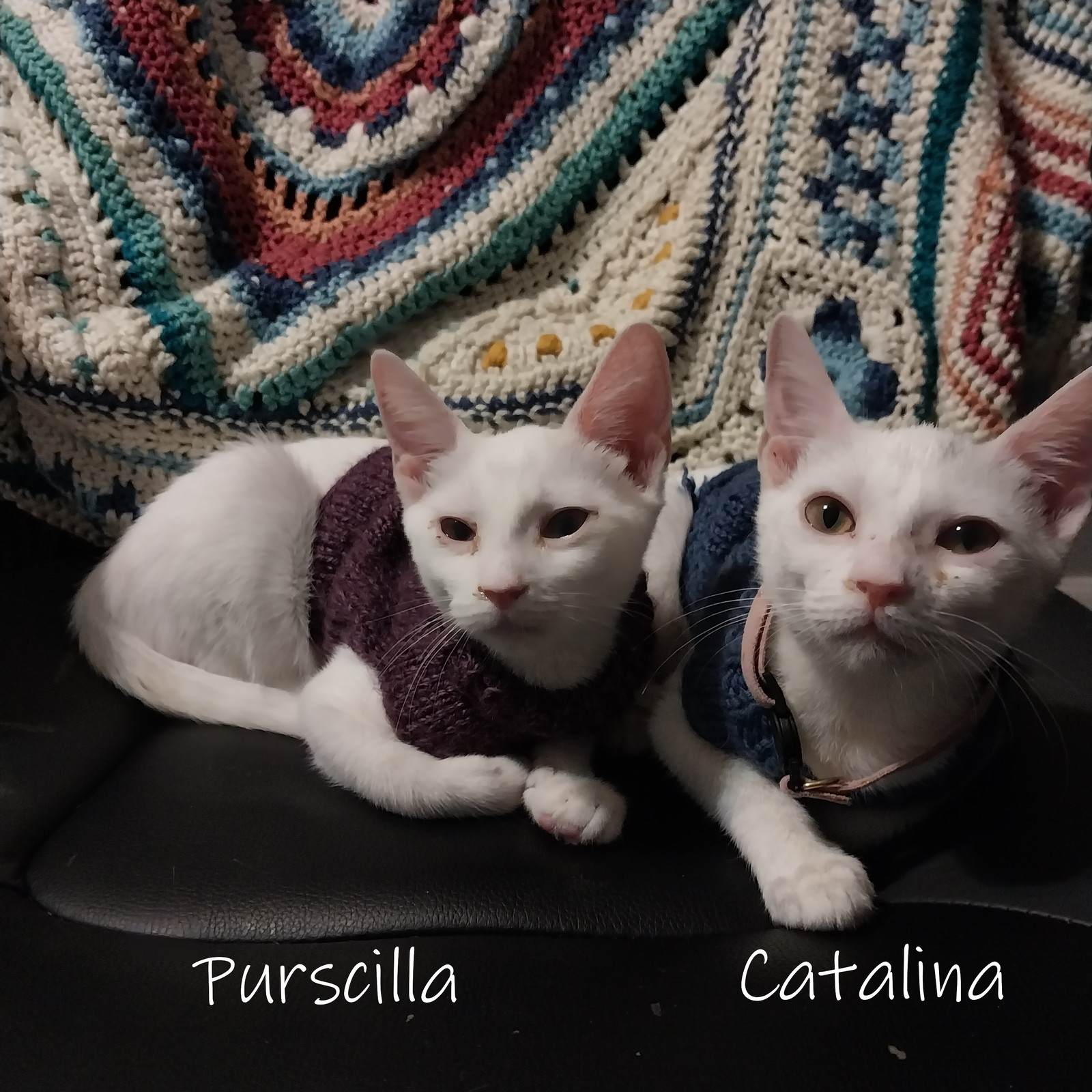 Catalina #sister-of-Purscilla