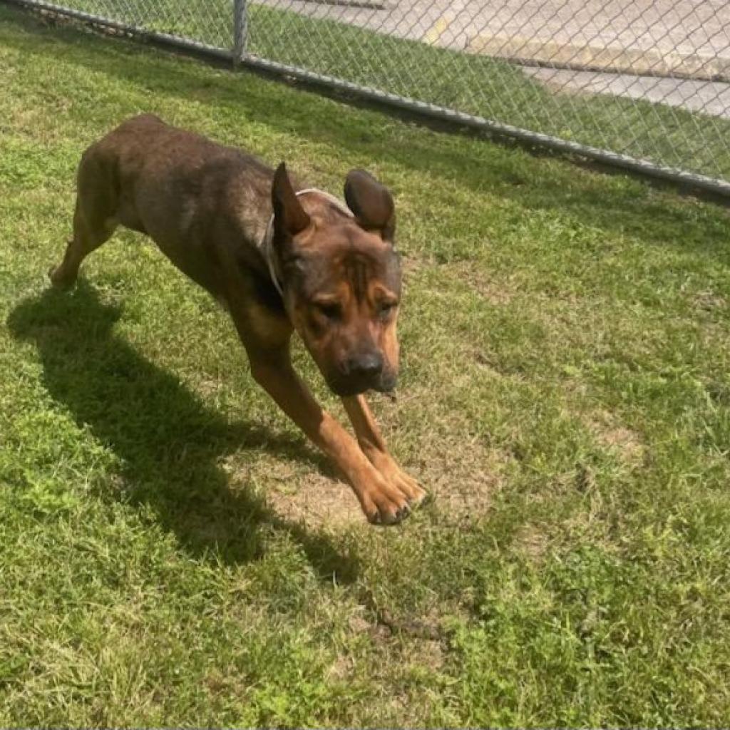 Jess, an adoptable Bloodhound, Mastiff in Tomball, TX, 77377 | Photo Image 2