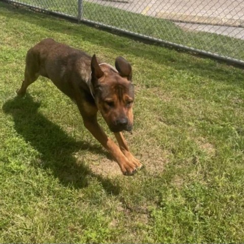 Jess, an adoptable Bloodhound, Mastiff in Tomball, TX, 77377 | Photo Image 4