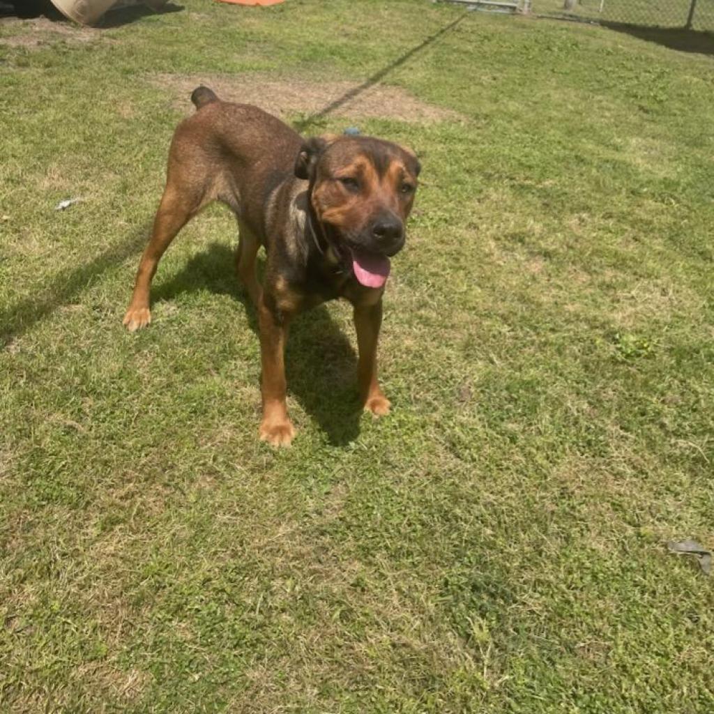 Jess, an adoptable Bloodhound, Mastiff in Tomball, TX, 77377 | Photo Image 4