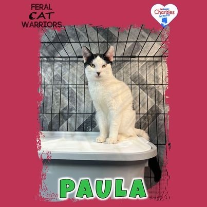 Paula, an adoptable Domestic Short Hair in Kingman, AZ, 86401 | Photo Image 1