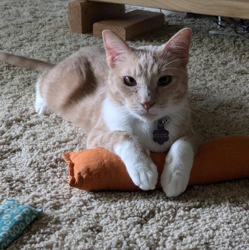 Rosie, an adoptable Domestic Short Hair in Boulder, CO, 80304 | Photo Image 2