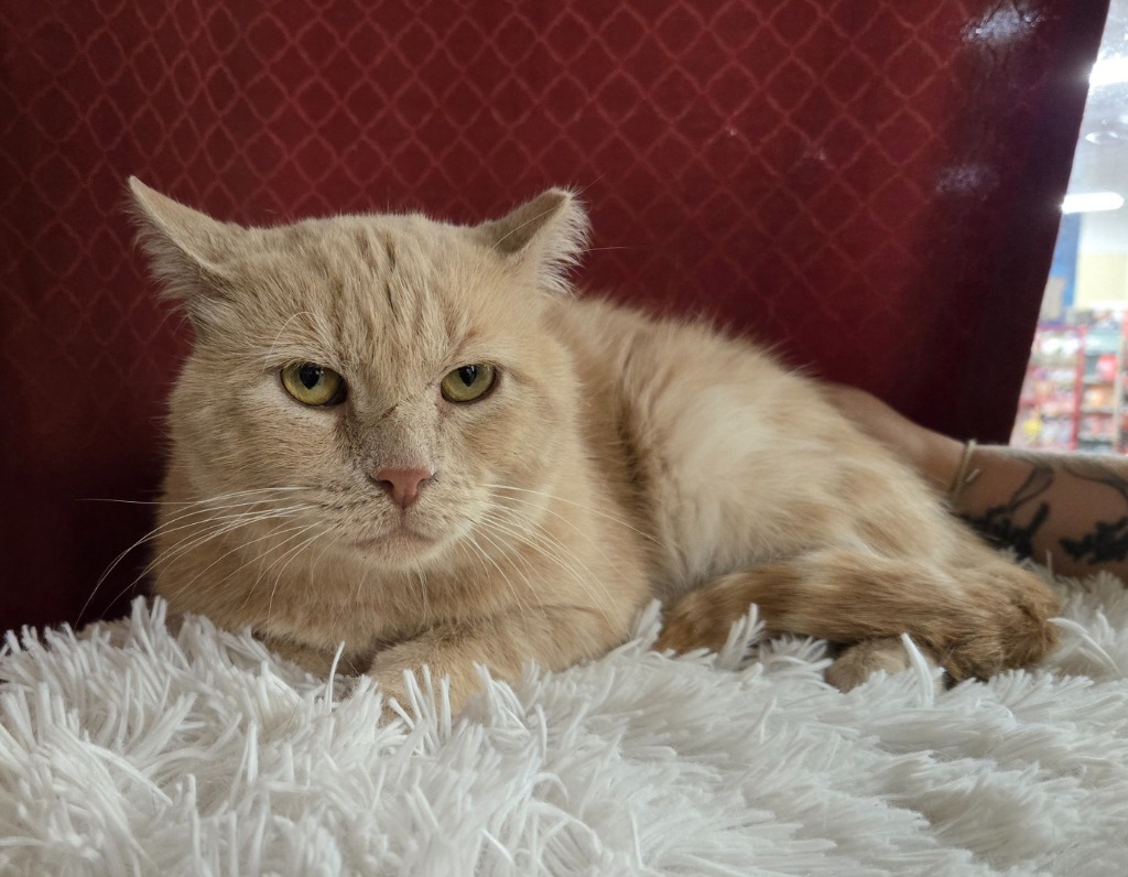 Marmalade