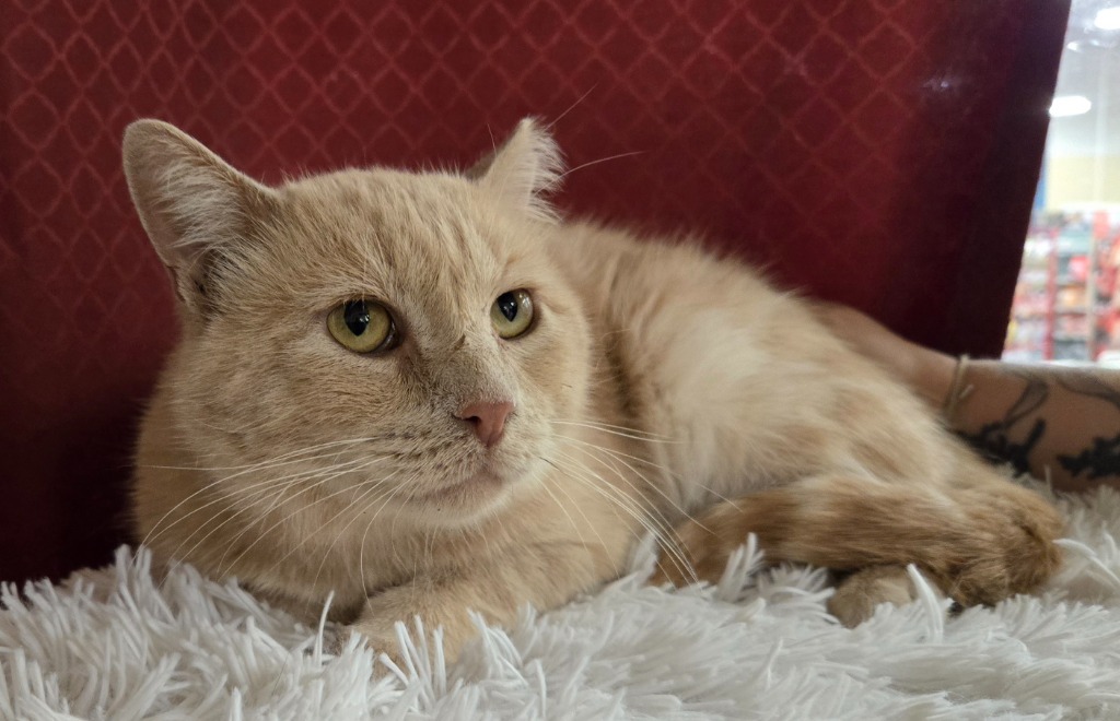 Marmalade