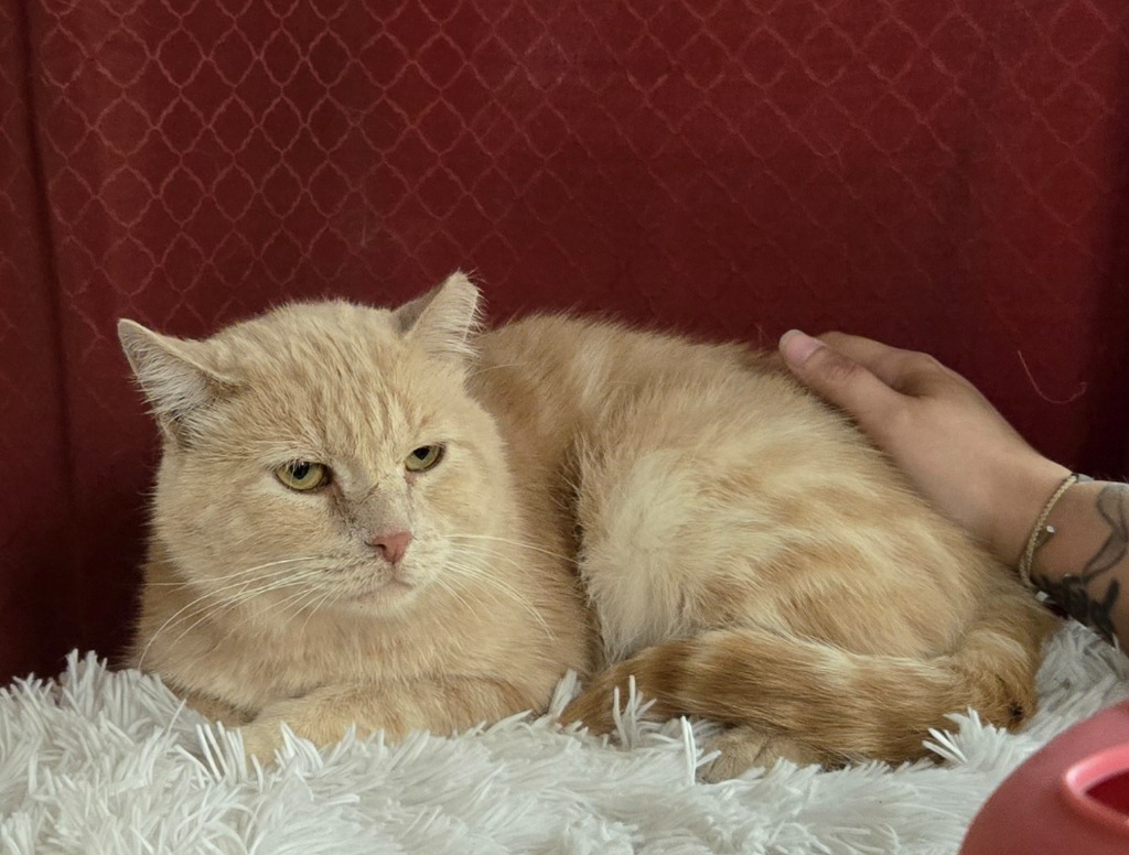 Marmalade