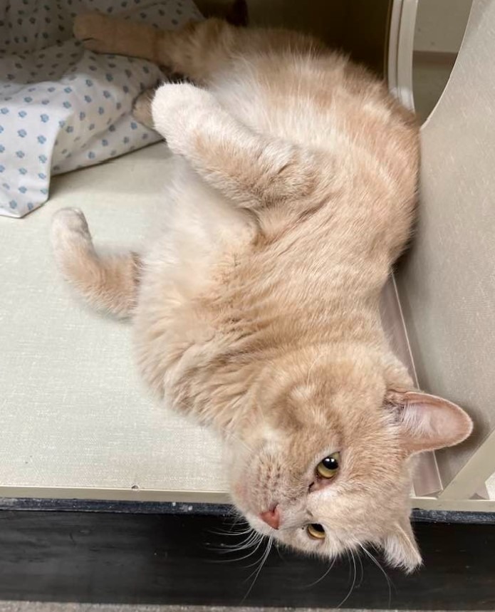 Marmalade