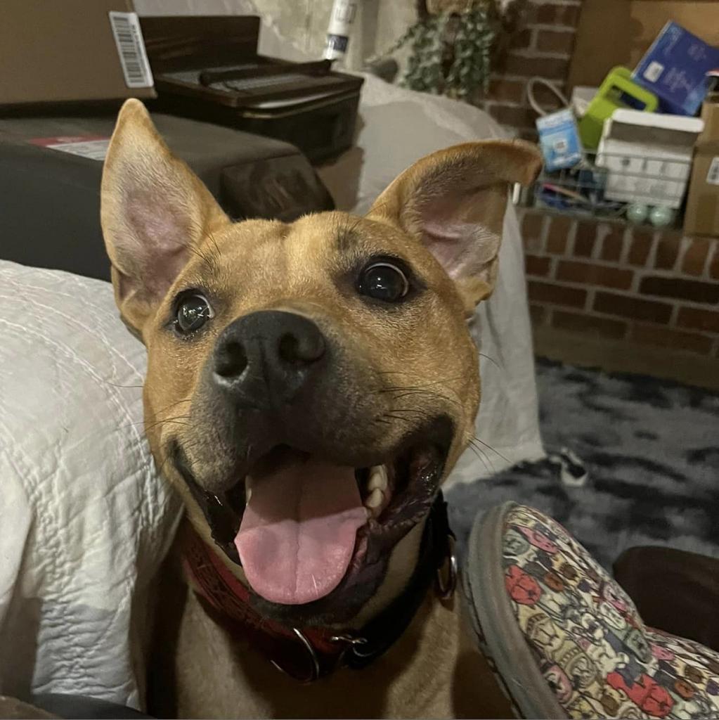 Scrappy Doo, an adoptable Pit Bull Terrier, Cane Corso in Olathe, KS, 66061 | Photo Image 2