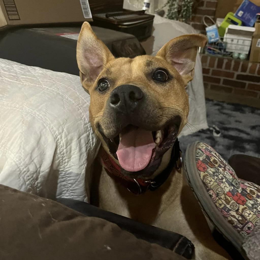 Scrappy Doo, an adoptable Pit Bull Terrier, Cane Corso in Olathe, KS, 66061 | Photo Image 3