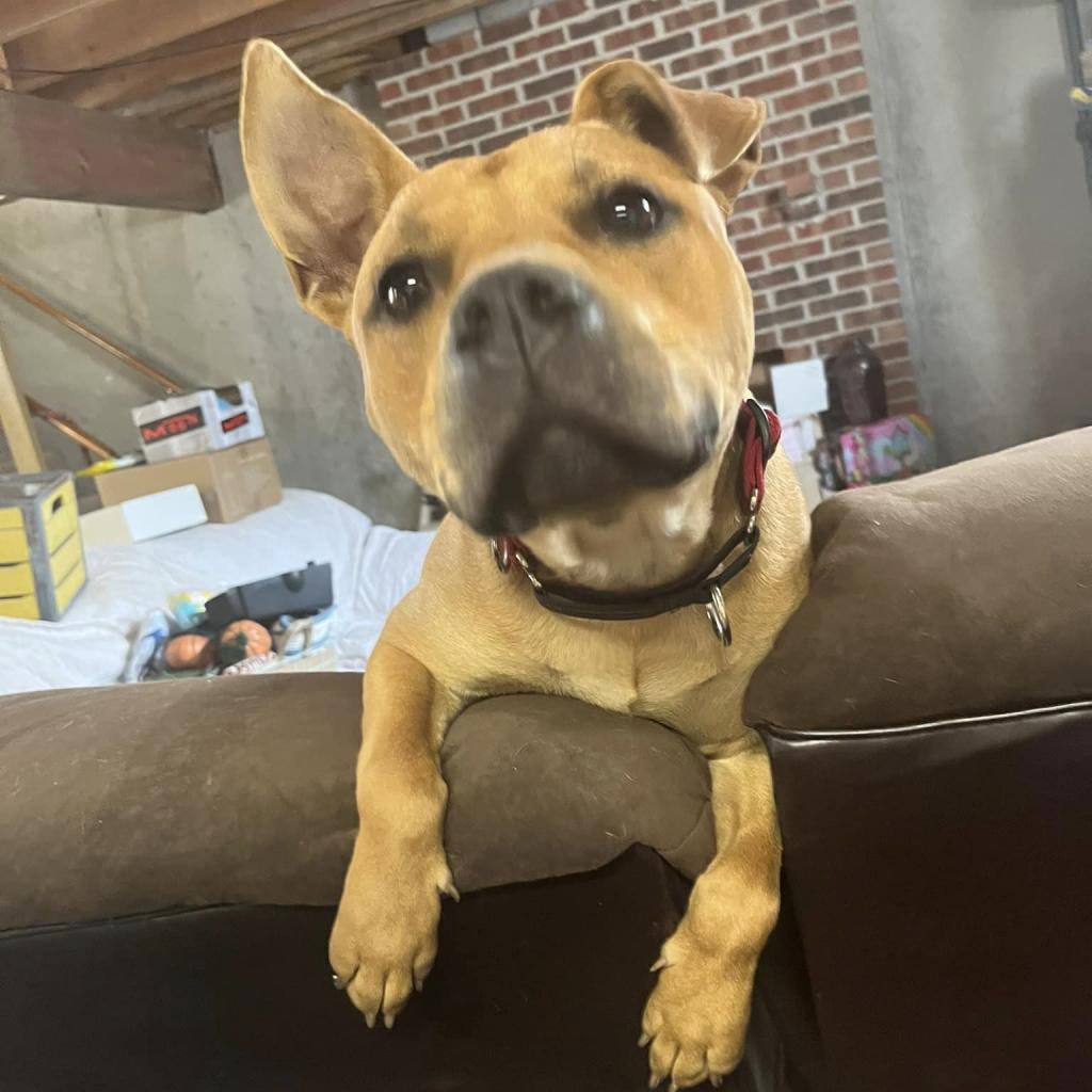 Scrappy Doo, an adoptable Pit Bull Terrier, Cane Corso in Olathe, KS, 66061 | Photo Image 4