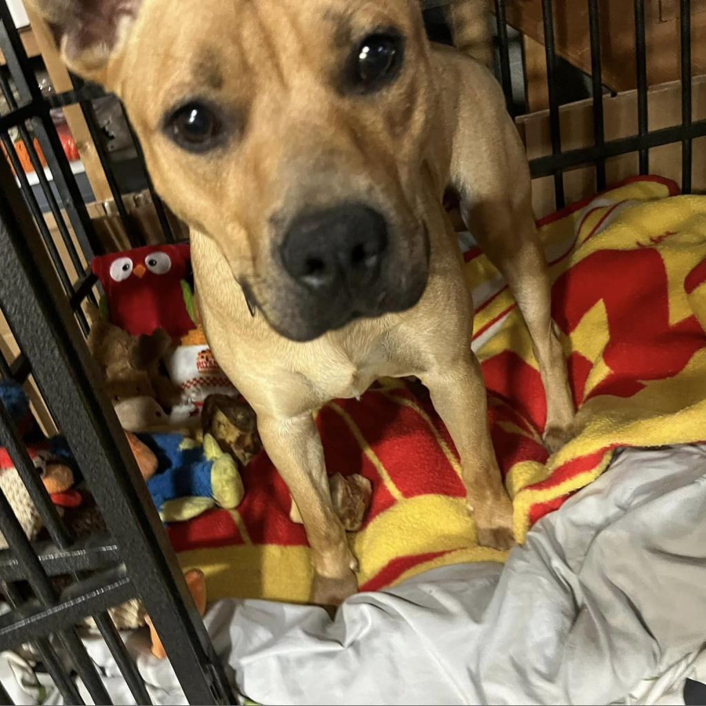 Scrappy Doo