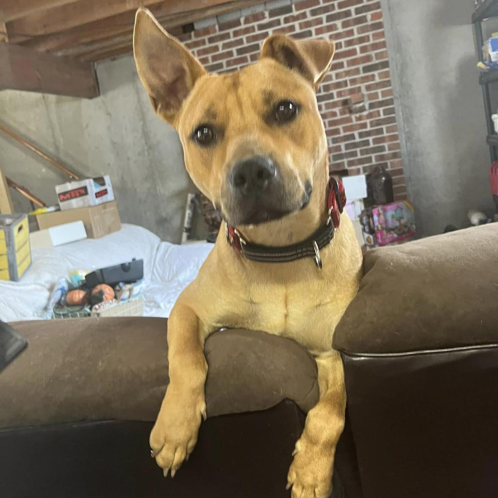 Scrappy Doo, an adoptable Pit Bull Terrier, Cane Corso in Olathe, KS, 66061 | Photo Image 6