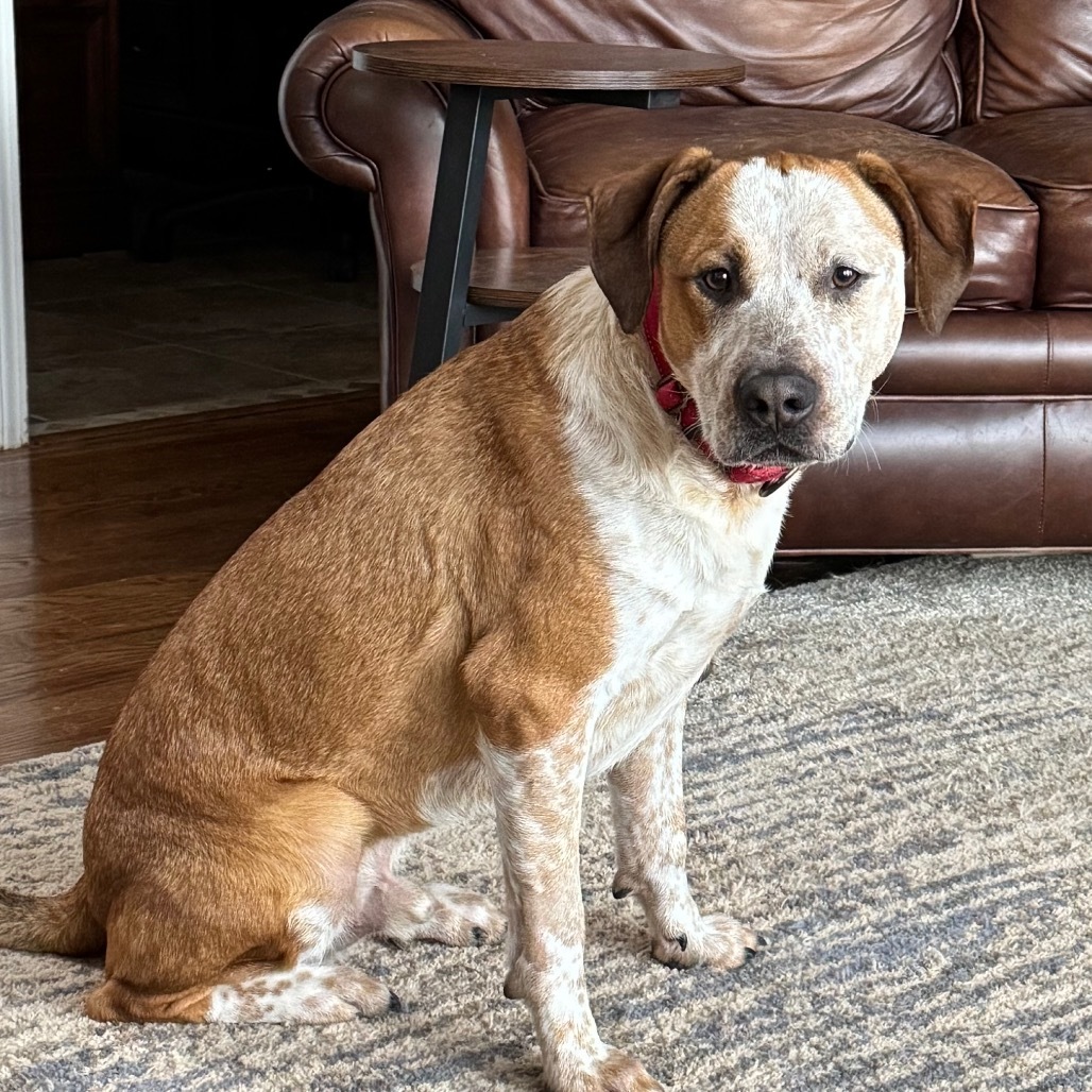 Finn, an adoptable American Staffordshire Terrier, Cattle Dog in Olathe, KS, 66061 | Photo Image 1