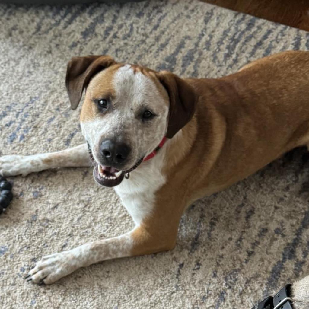 Finn, an adoptable American Staffordshire Terrier, Cattle Dog in Olathe, KS, 66061 | Photo Image 2