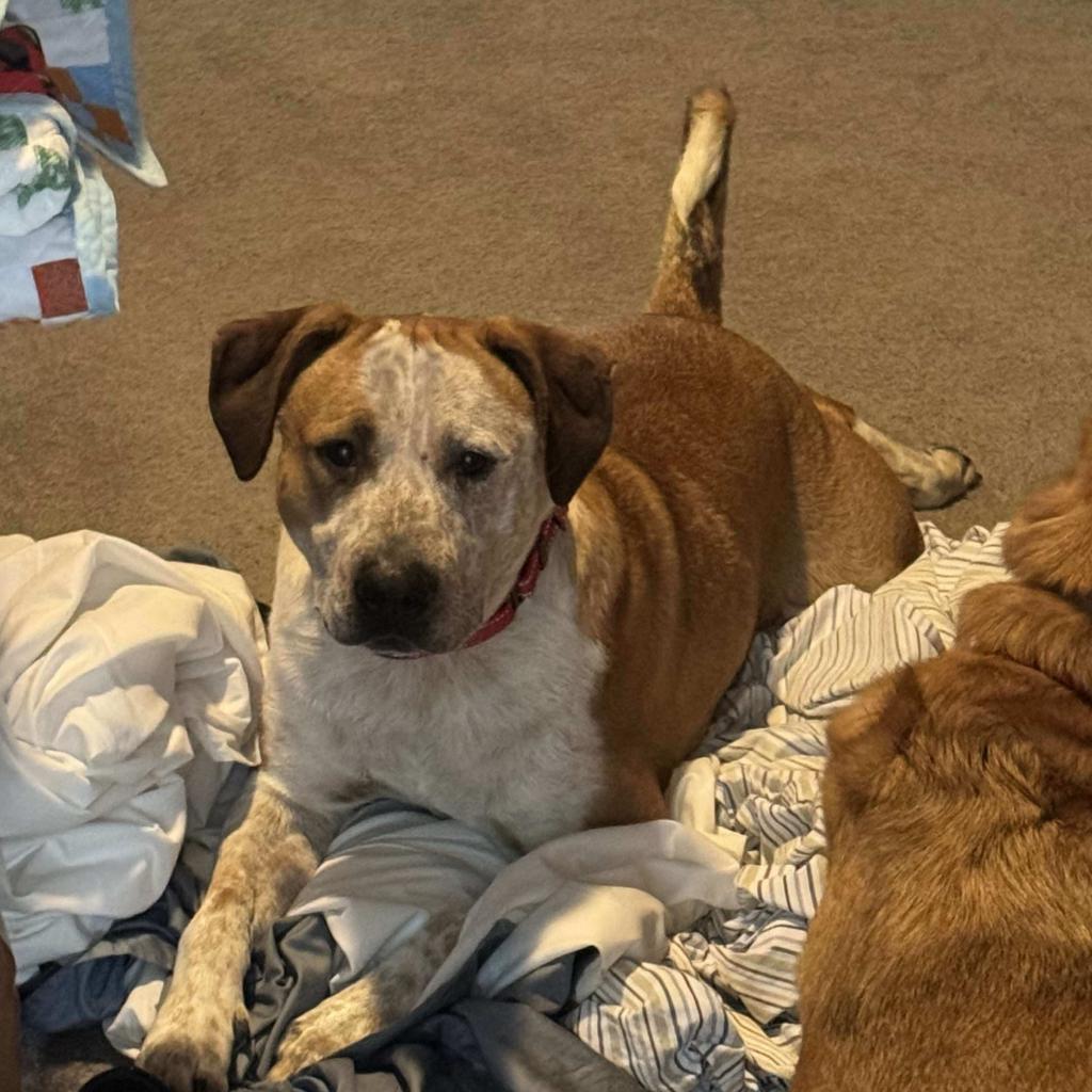 Finn, an adoptable American Staffordshire Terrier, Cattle Dog in Olathe, KS, 66061 | Photo Image 3