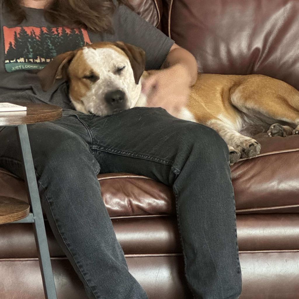 Finn, an adoptable American Staffordshire Terrier, Cattle Dog in Olathe, KS, 66061 | Photo Image 4