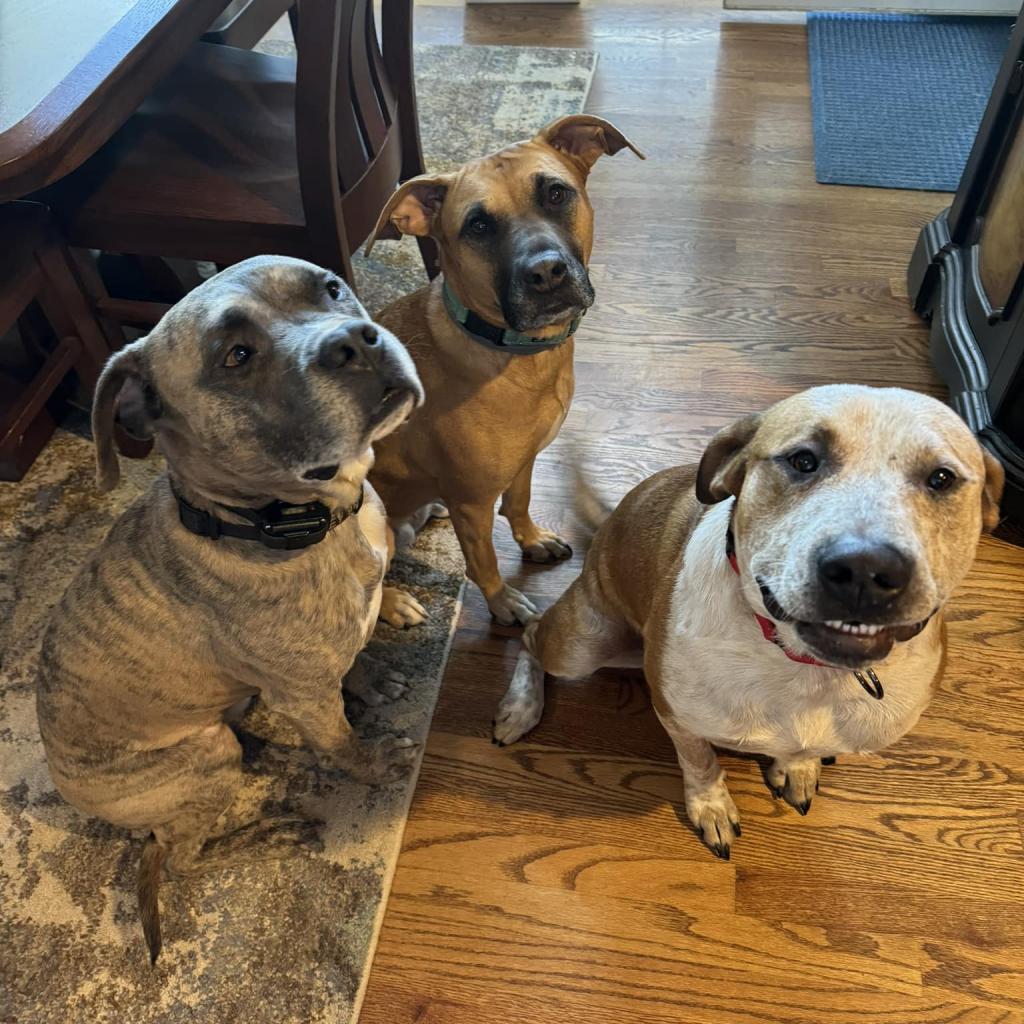 Finn, an adoptable American Staffordshire Terrier, Cattle Dog in Olathe, KS, 66061 | Photo Image 5