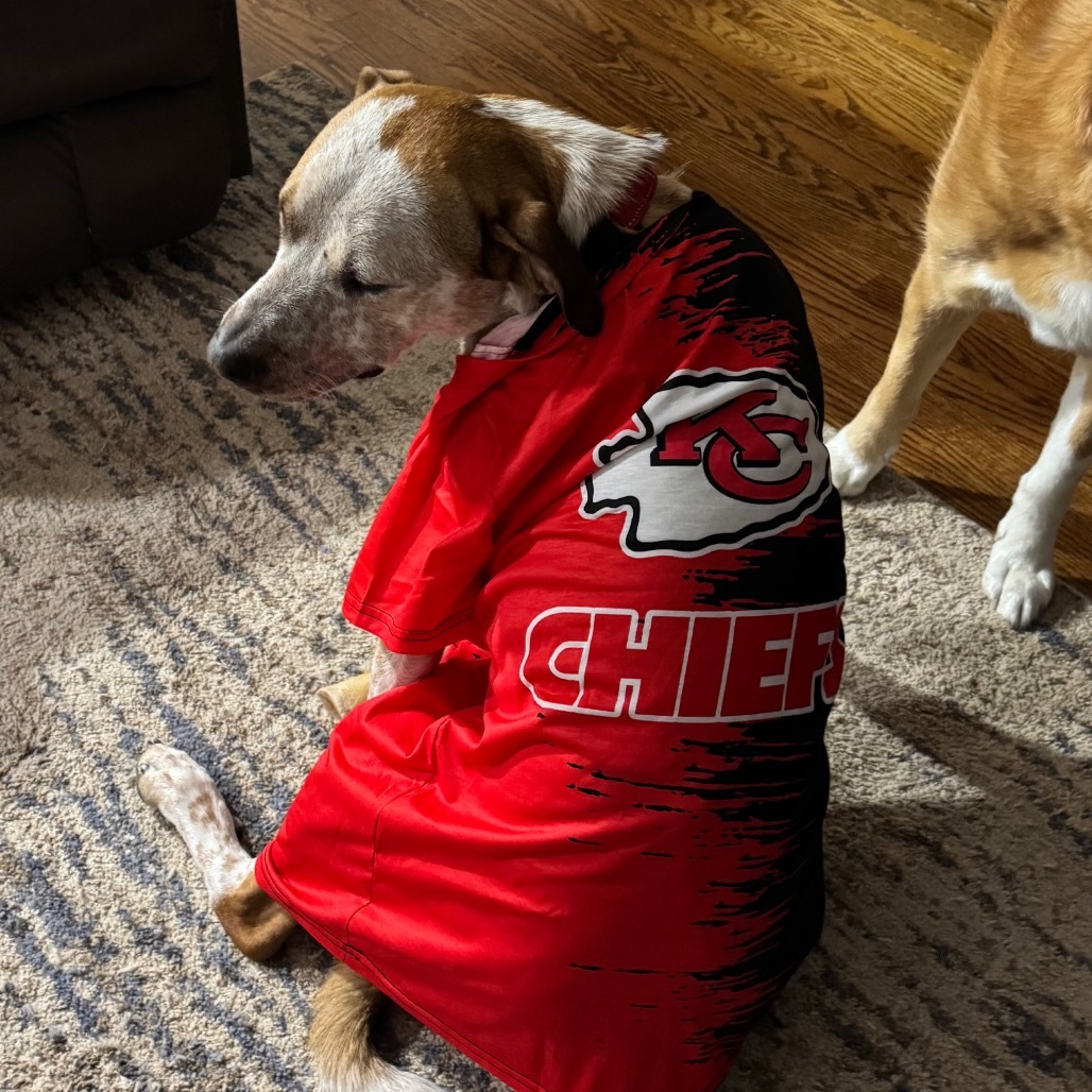 Finn, an adoptable American Staffordshire Terrier, Cattle Dog in Olathe, KS, 66061 | Photo Image 6