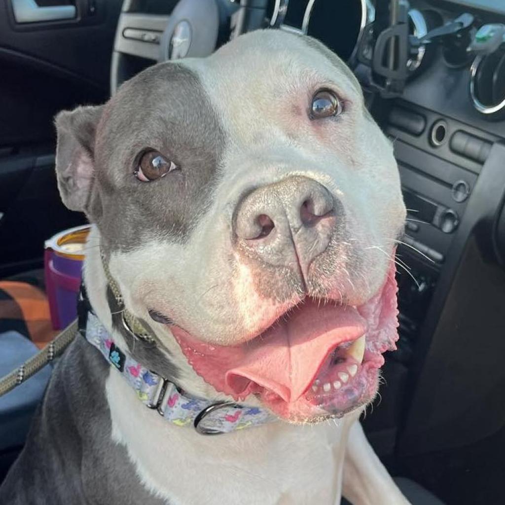 Luna Belle