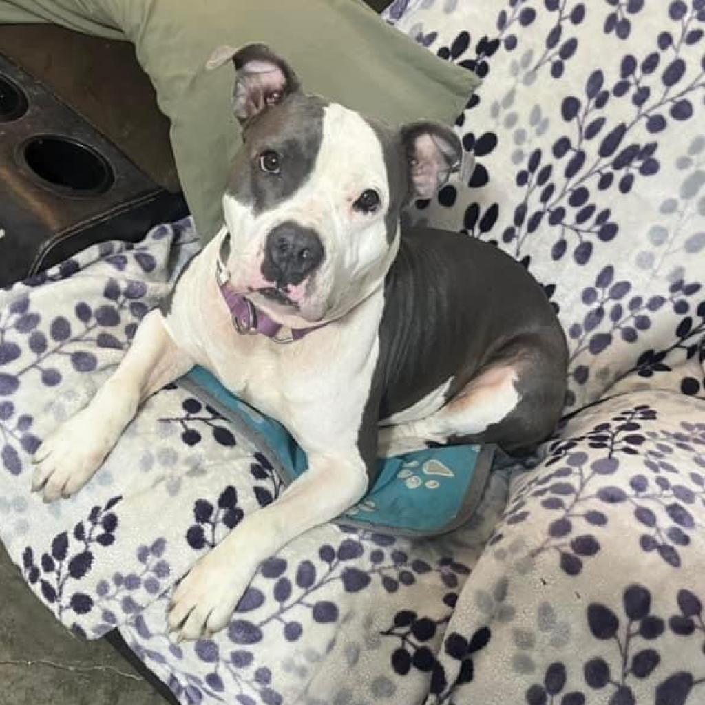 Luna Belle