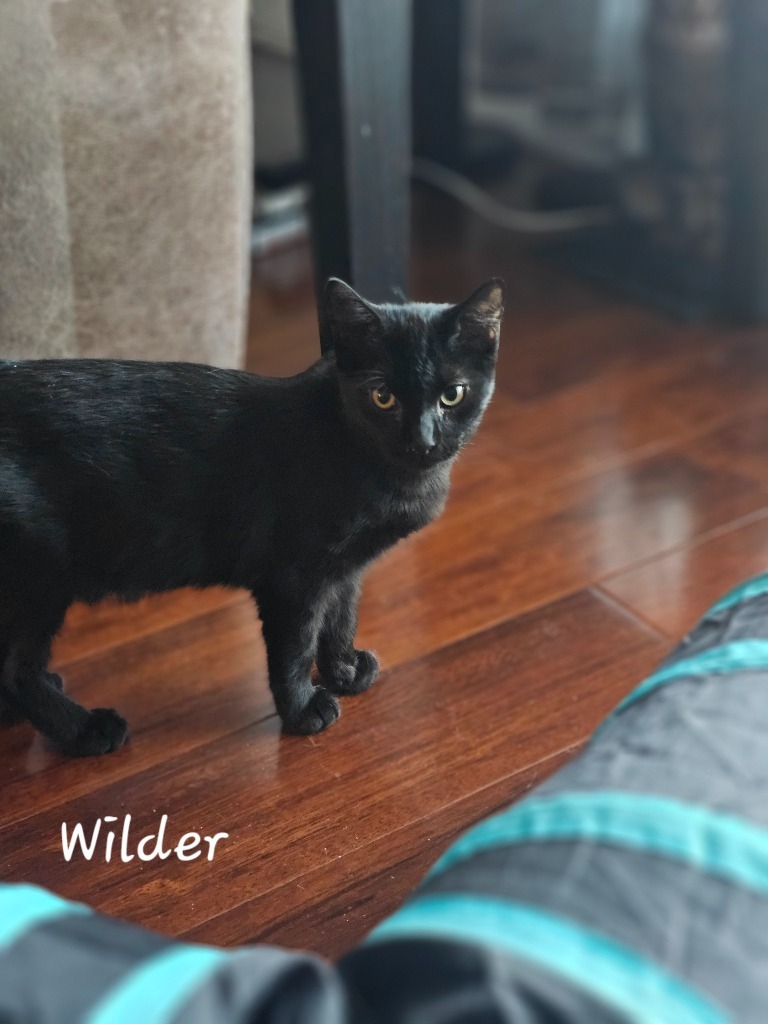 Wilder, an adoptable Domestic Medium Hair in Salt Lake City, UT, 84117 | Photo Image 1