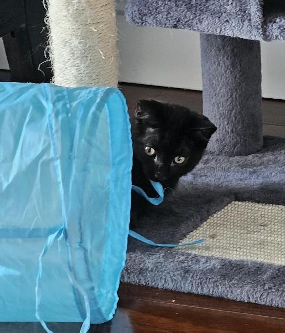 Wilder, an adoptable Domestic Medium Hair in Salt Lake City, UT, 84117 | Photo Image 2