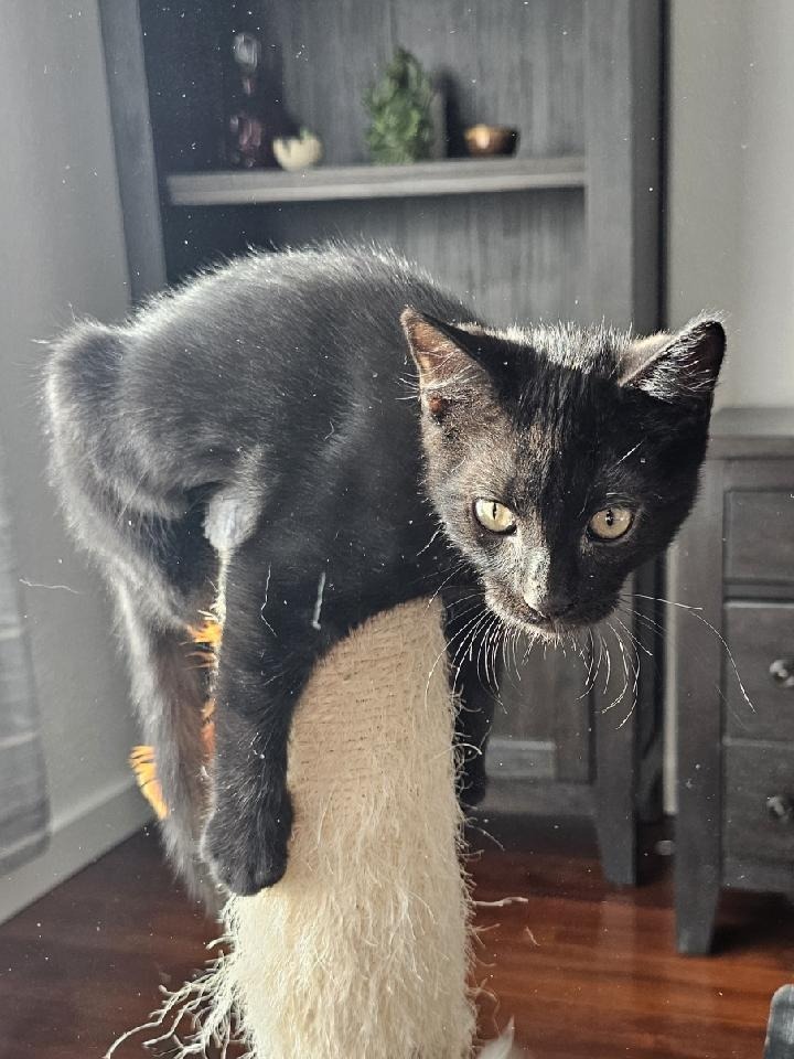 Wilder, an adoptable Domestic Medium Hair in Salt Lake City, UT, 84117 | Photo Image 3