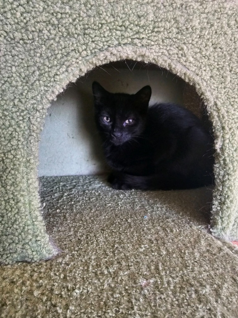 Wilder, an adoptable Domestic Medium Hair in Salt Lake City, UT, 84117 | Photo Image 4