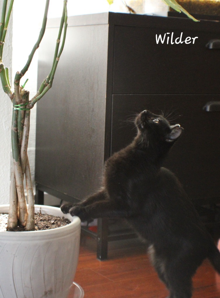 Wilder, an adoptable Domestic Medium Hair in Salt Lake City, UT, 84117 | Photo Image 5