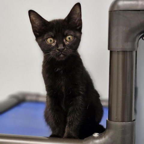 Hendrix, an adoptable Domestic Short Hair in Mount Shasta, CA, 96067 | Photo Image 1