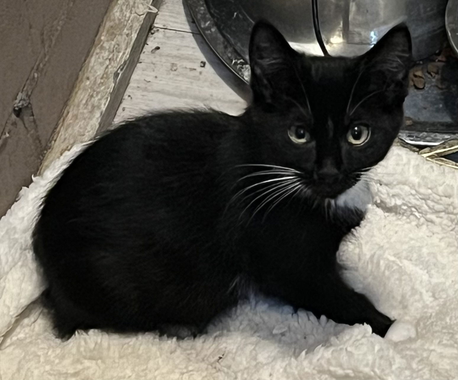 Kazoo, an adoptable Tuxedo in Zimmerman, MN, 55398 | Photo Image 1