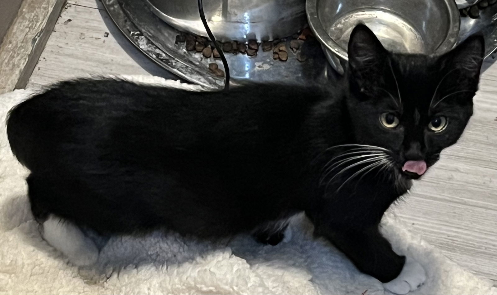 Kazoo, an adoptable Tuxedo in Zimmerman, MN, 55398 | Photo Image 2