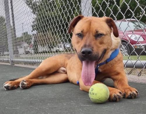 Dally, an adoptable Shepherd in Thief River Falls, MN, 56701 | Photo Image 1