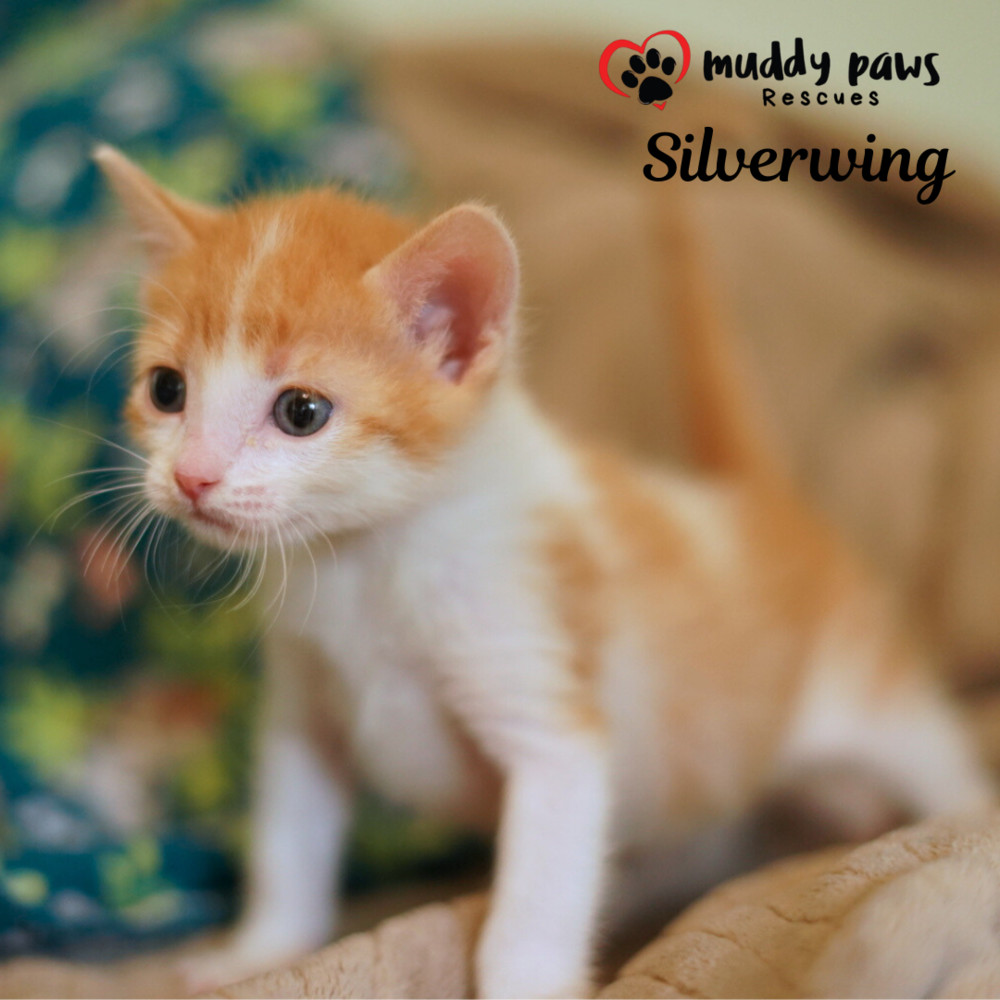 House of Kitten Litter: Silverwing - Adoption Pending