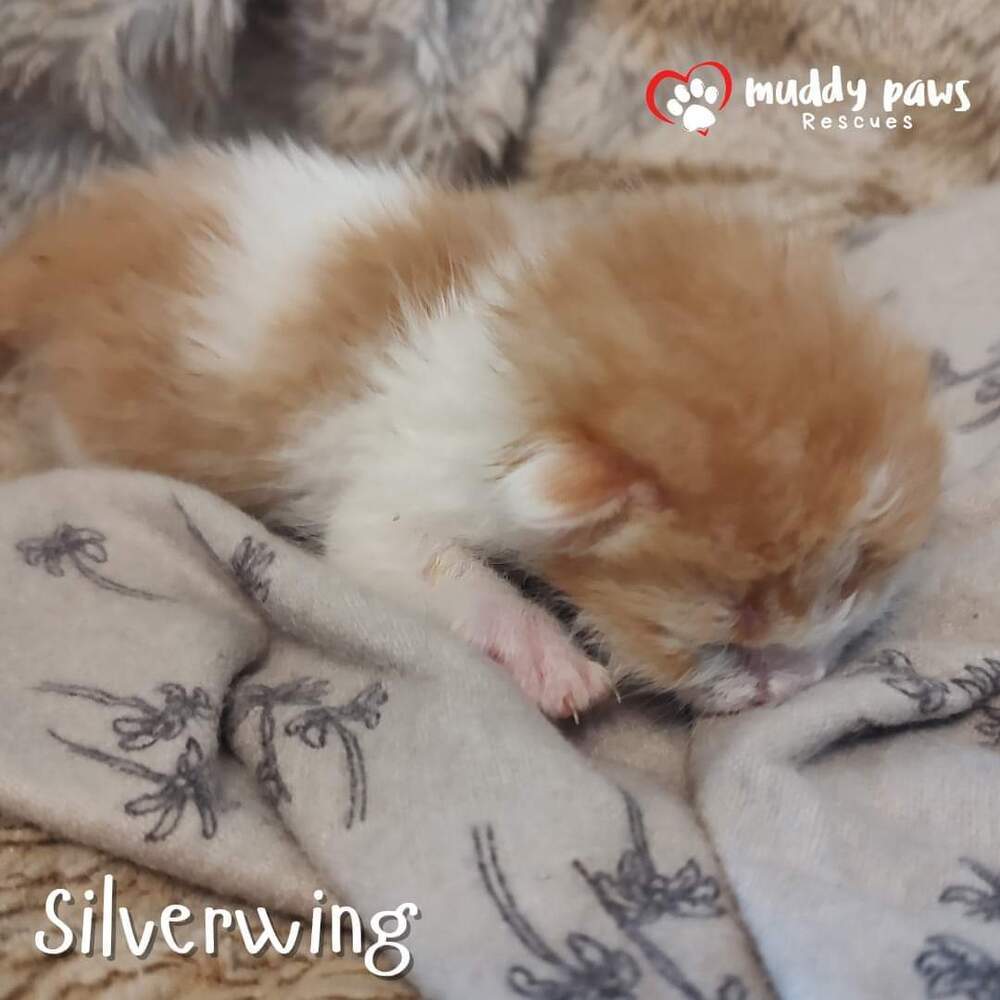 House of Kitten Litter: Silverwing - Adoption Pending