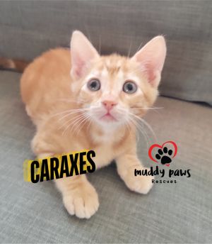 House of Kitten Litter: Caraxes