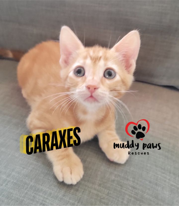 House of Kitten Litter: Caraxes 1