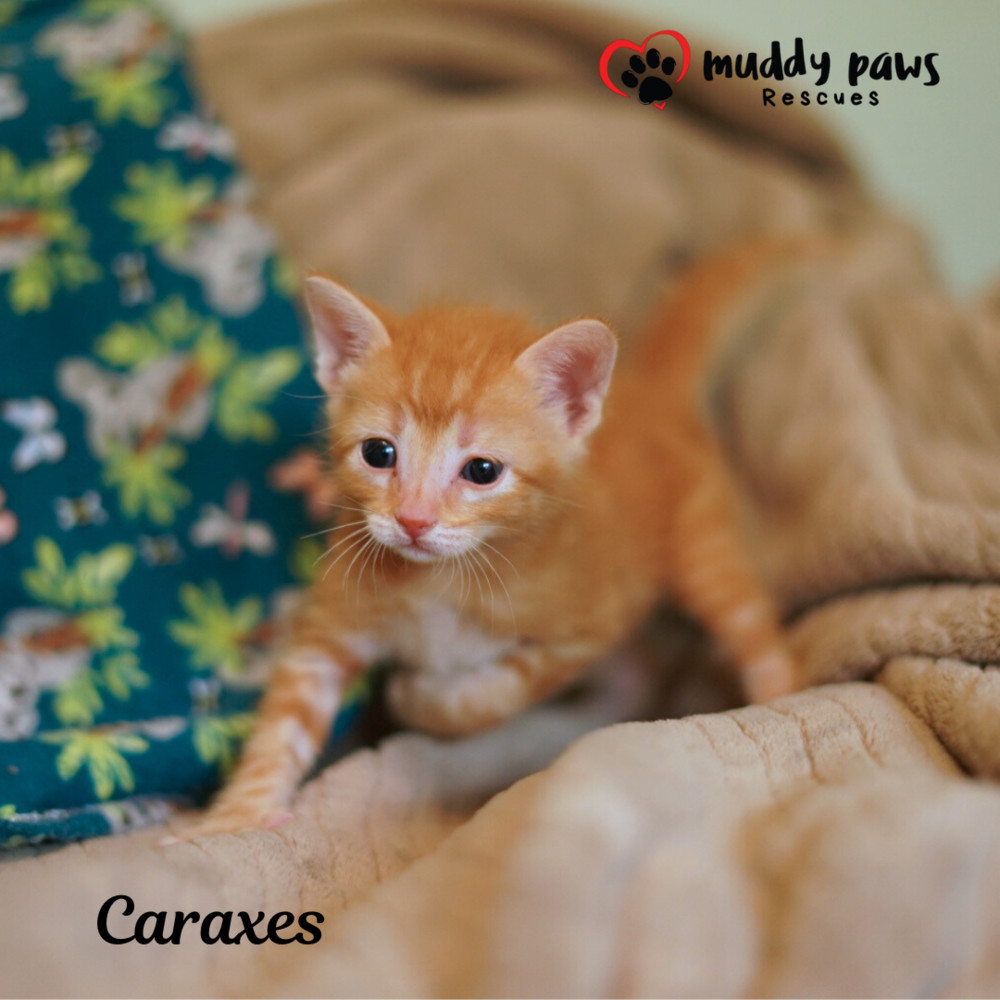 House of Kitten Litter: Caraxes