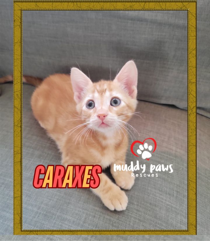 House of Kitten Litter: Caraxes 2